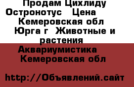 Продам Цихлиду Остронотус › Цена ­ 600 - Кемеровская обл., Юрга г. Животные и растения » Аквариумистика   . Кемеровская обл.